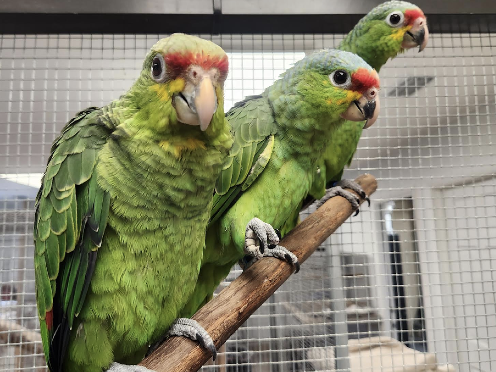 Three parrots - square