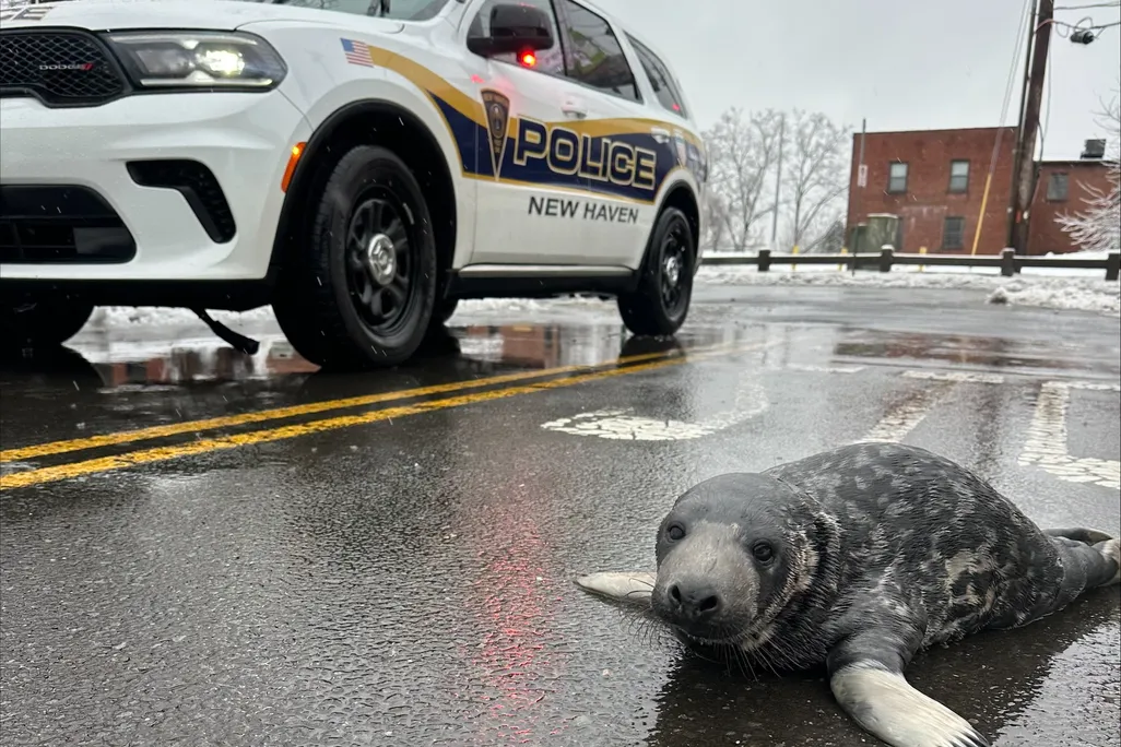 baby seal in front of police car