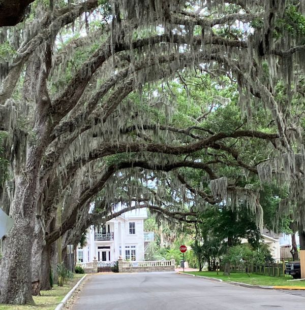 Spanish moss covered trees on an old Saint Augustine lane. thumbnail