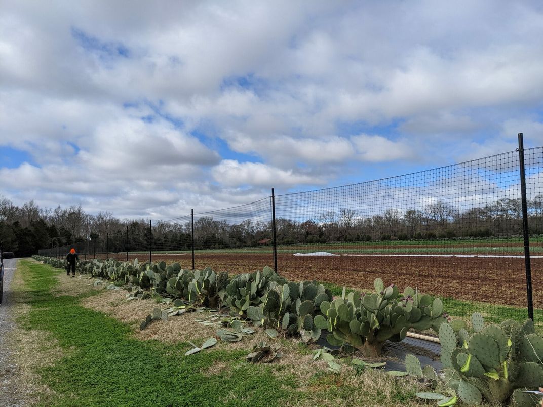 Is There a Market for Edible Cactus in the United States?