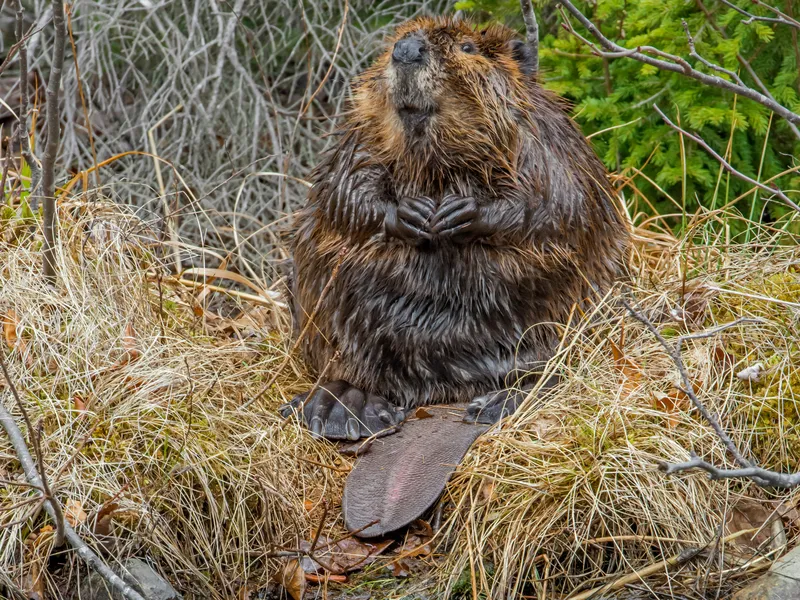 Funny Beaver Smithsonian Photo Contest Smithsonian Magazine