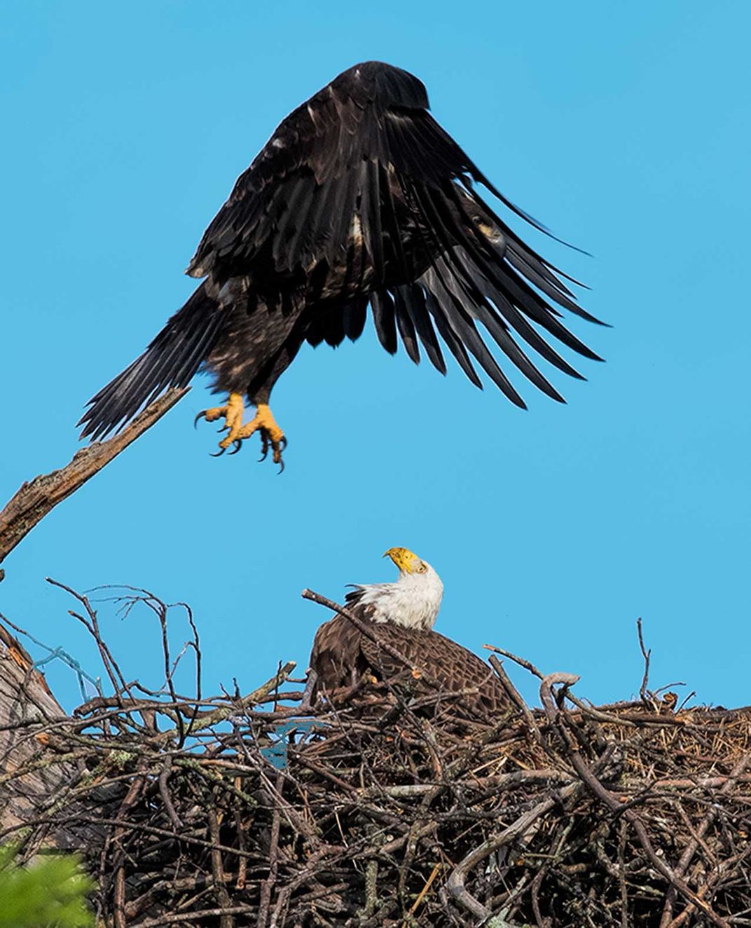 Young Bald Eagle Jumping over Parent | Smithsonian Photo Contest ...