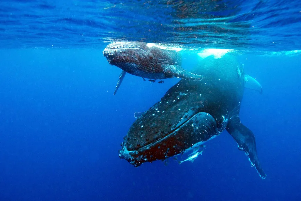 Humpback Whales