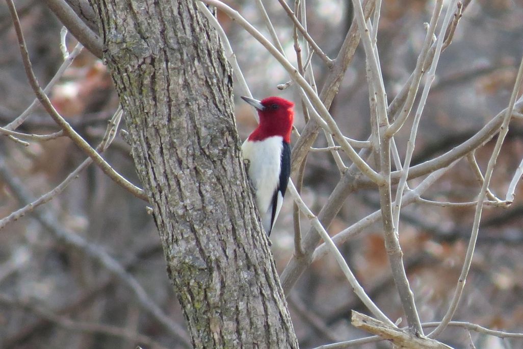 Red-headed woodpecker