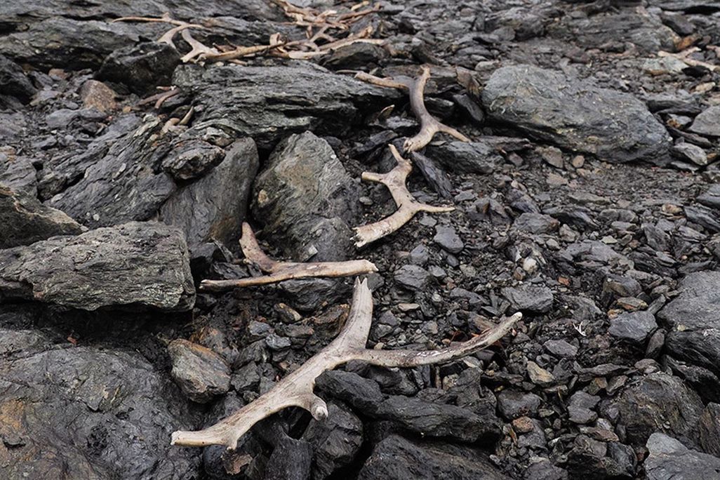 antlers