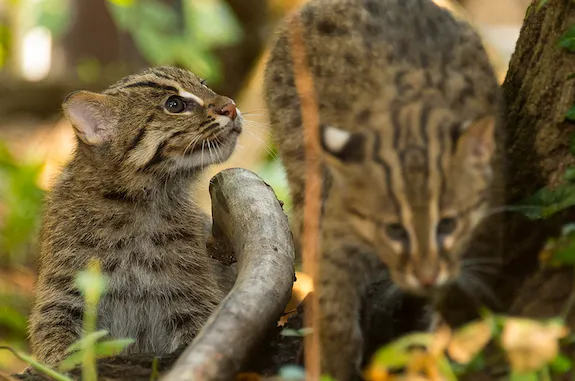 Baby Fishing Cats Up the Zoo’s Cute Factor