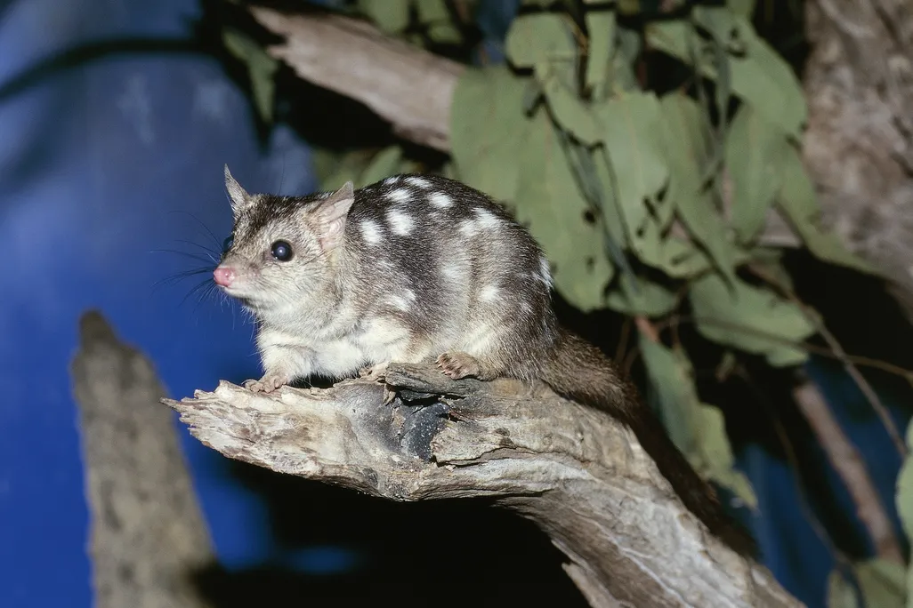 a quoll on a branch