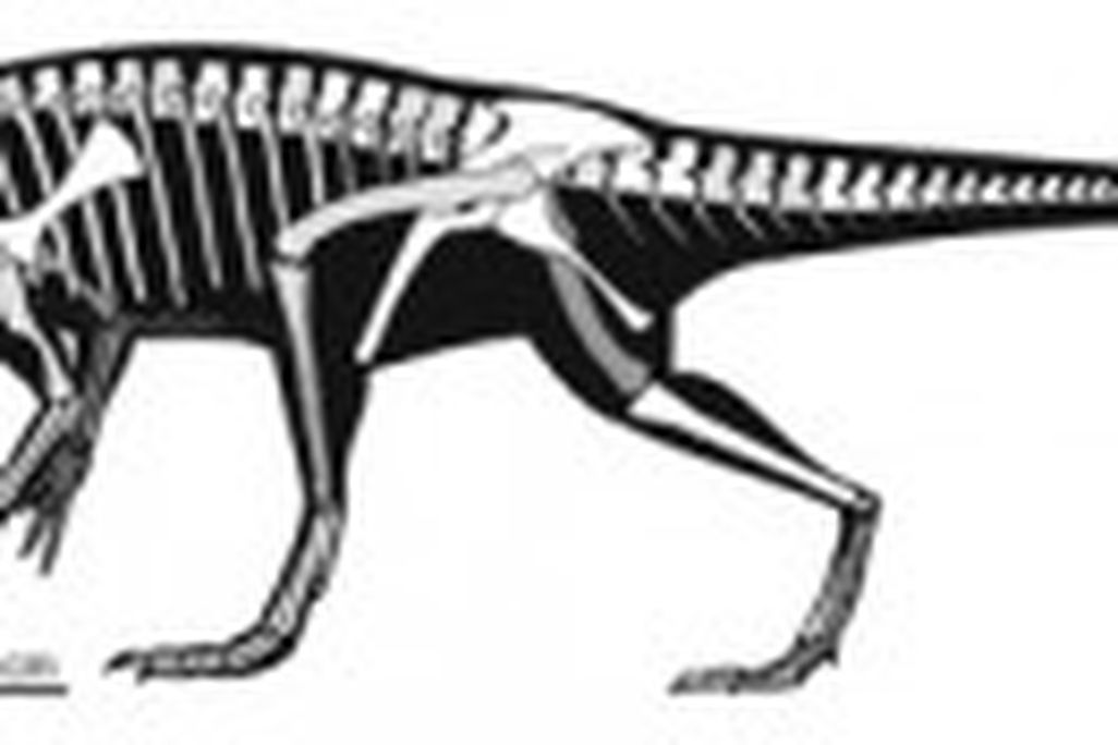20110520083118panphagia-skeleton-new-dinosaur-300x88.jpg
