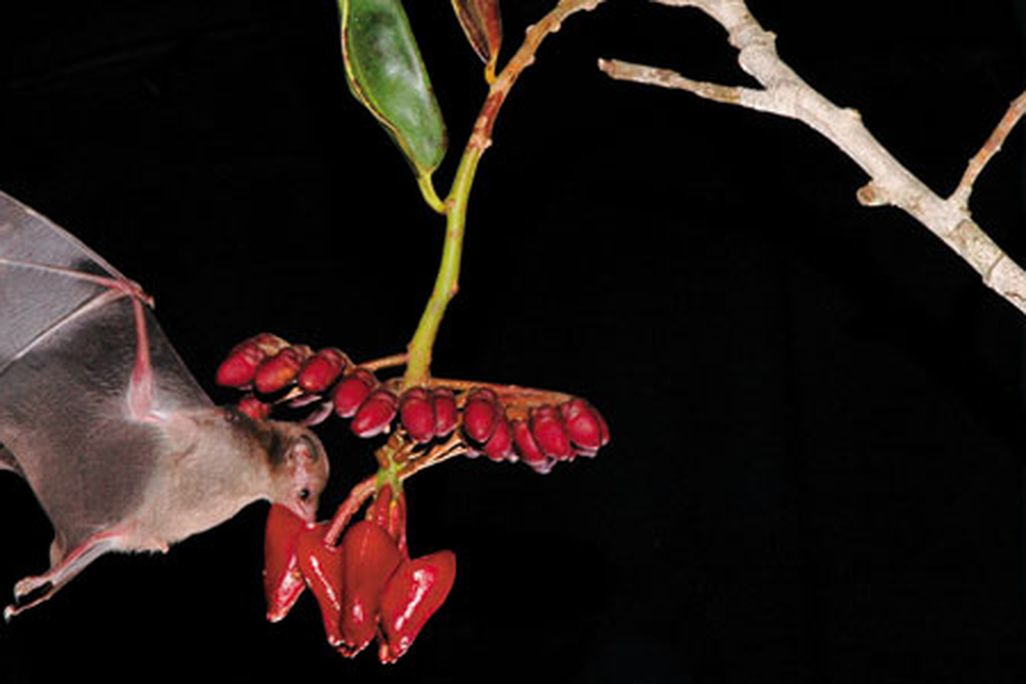 Wild-Things-pollinating-bats-631.jpg