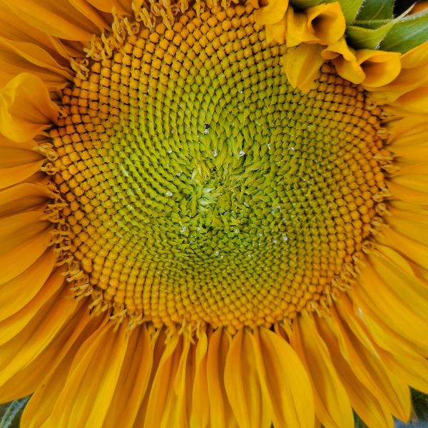 Close up of sunflower. thumbnail