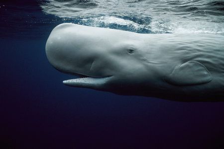 Sperm whales, giant squid and humans all have a mitochondrial "Eve."