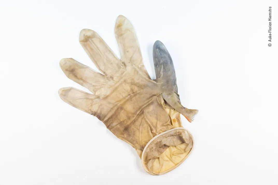 a fish in a rubber glove's thumb