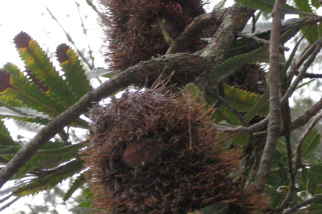 20110520104031banksia-before.jpg