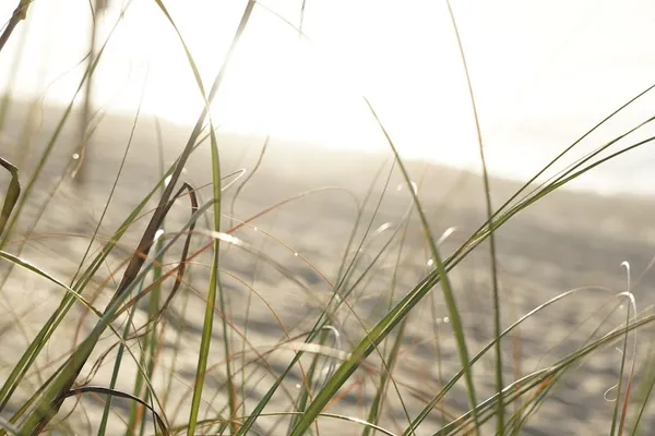 Beach vibes thumbnail