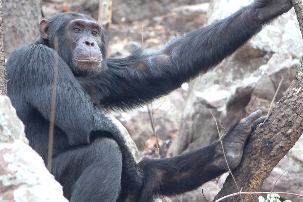 Male chimpanzee