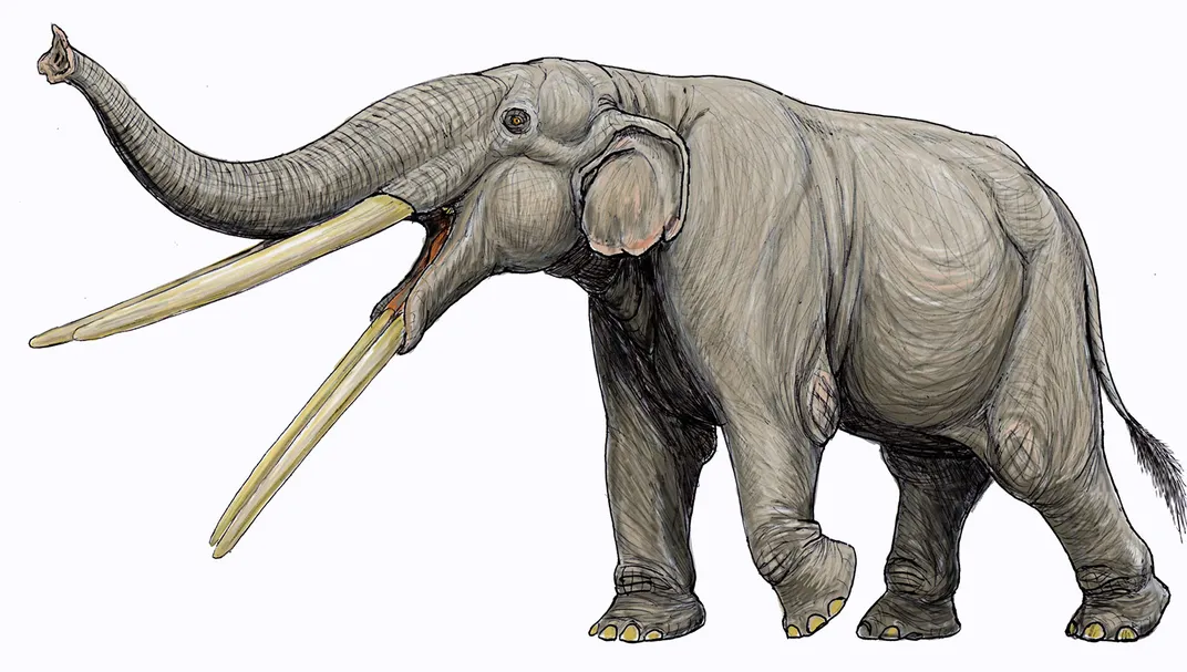 Stegotetrabelodon