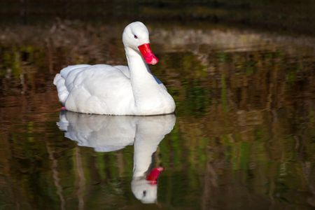 The tough little egg made it all the way through the digestive system of a coscoroba swan like this one.
