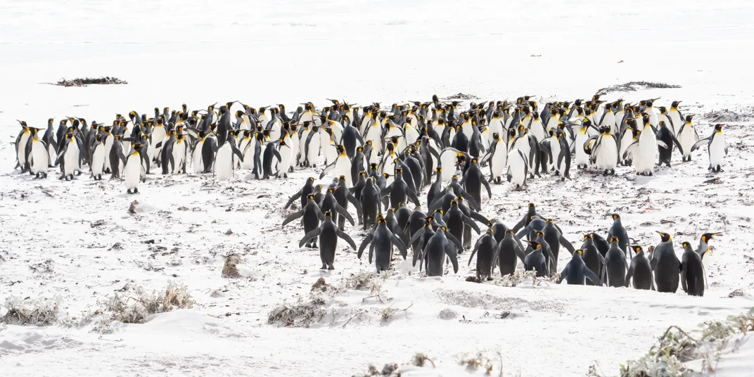 10 - Many people associate penguins with polar regions, but the Falkland Islands, where temperatures can reach into the 60s, is “one of the world’s great penguin capitals” where up to a million penguins nest every summer.