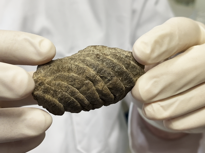 Fossilized feces, also known as coprolites, are helping scientists in New Zealand peer back in time.