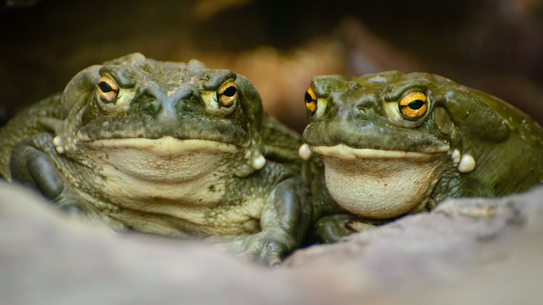 Two Colorado River toads sit side by side, facing the camera face-on.