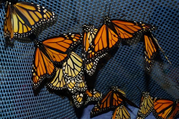 Monarch butterflies in a growing cage. thumbnail