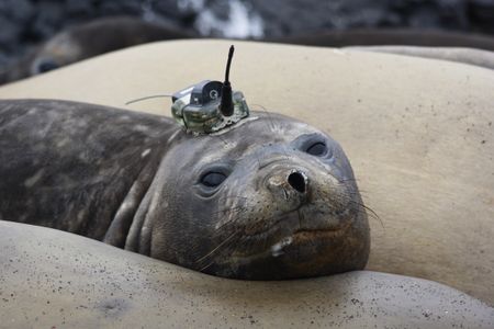 An elephant seal from the Kerguelen islands with a logger device attached to his head, just before his departure back to sea. 
