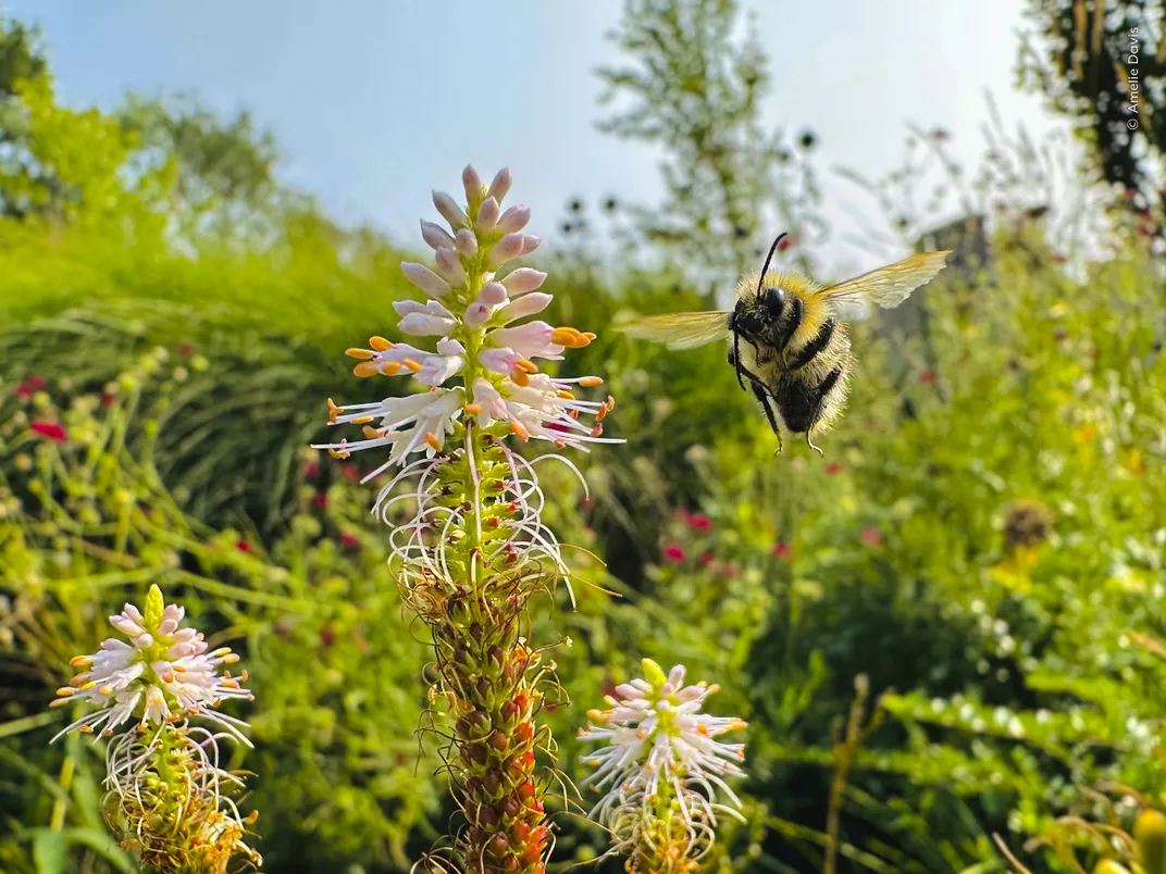 a bumblebee flies in a garden moving toward the camera in bright light