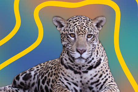 jaguar.png