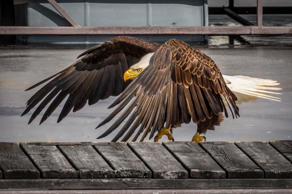 Bald Eagle popping up above the pier thumbnail