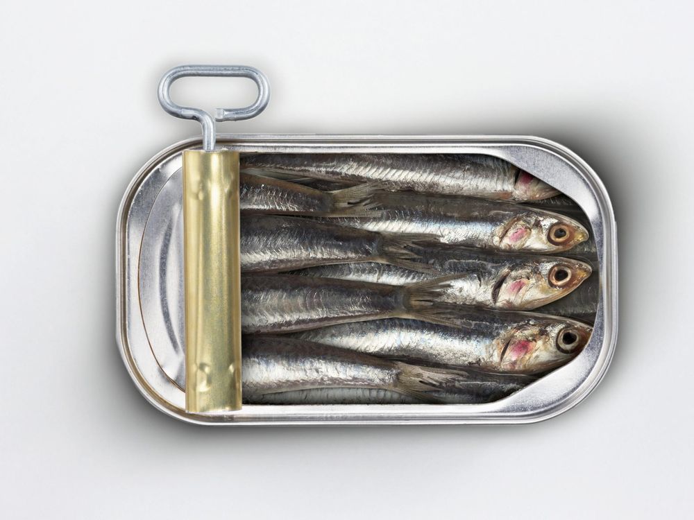 Sardines