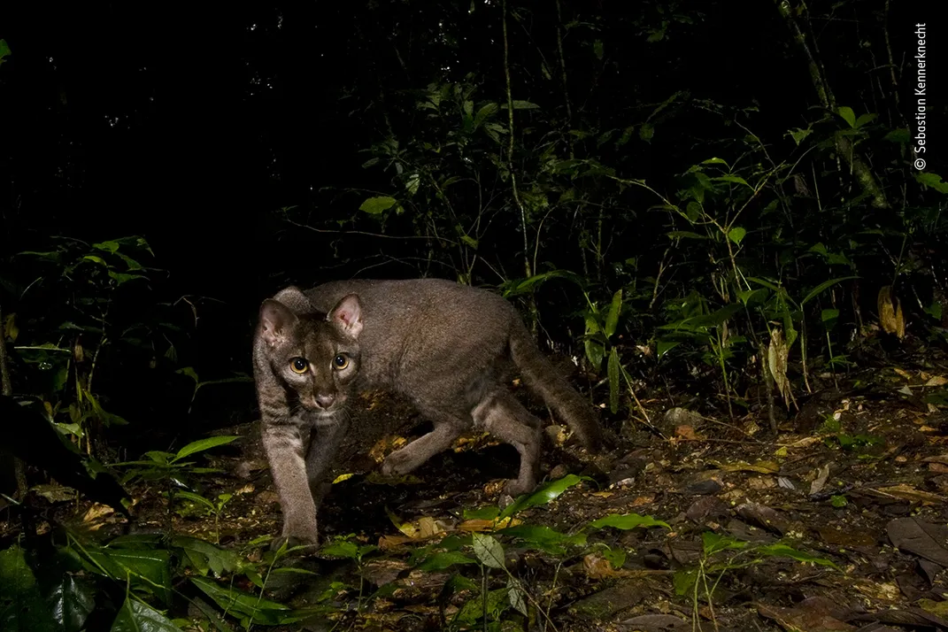 a brown cat in foliage at night