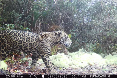 A camera set up by the conservation organization Panthera captured a healthy male jaguar in the Sierra del Merend&oacute;n mountain range.