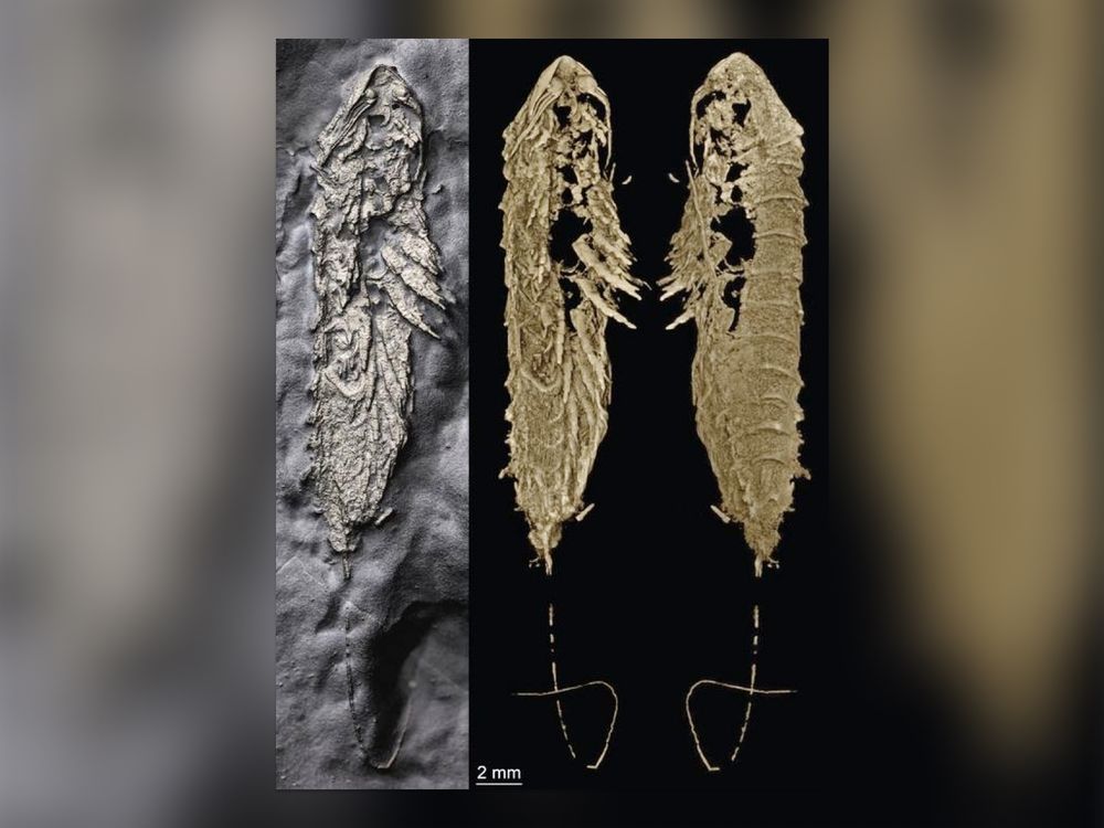 fossil and CT scans of an arthropod