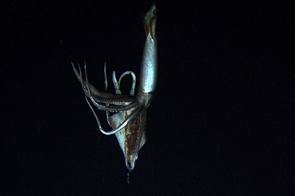 A living giant squid, captured for the first time on film.