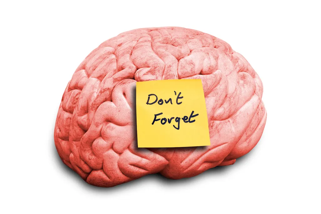 brain
