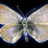 This Butterfly Is the First U.S. Insect to Be Wiped Out by Humans icon