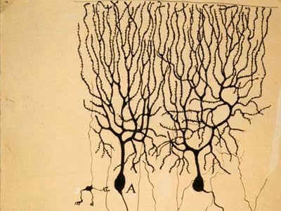 Drawing of Purkinje cells and granule cells from pigeon cerebellum by Santiago Ramón y Cajal, 1899.