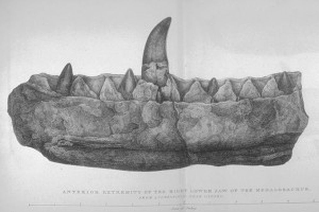 20110520083157Buckland_Megalosaurus_jaw-300x203.jpg