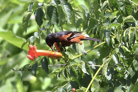 A black-and-orange orchard oriole perches on a bright red flower and uses its beak to peck at the petals.