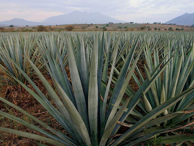 Agave Bloom Beginner Body Butter DIY