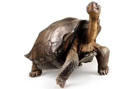 A Galápagos tortoise specimen from the California Academy of Sciences