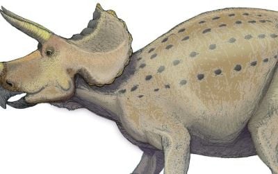 Possible postures of Triceratops