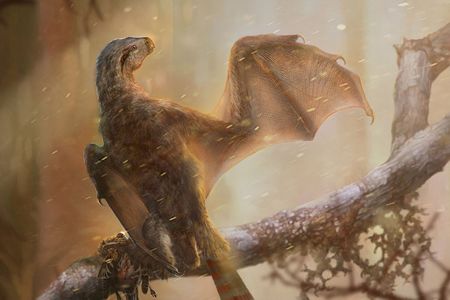 Life reconstruction of the bizarre membranous-winged Ambopteryx longibrachium. 