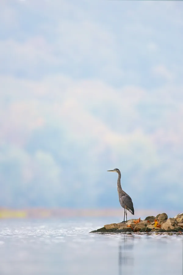 Great blue heron - A portrait thumbnail