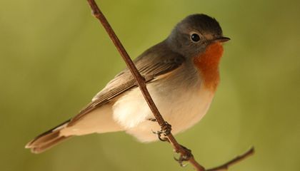 One Reason Migrating Birds Get Lost Is Out of This World