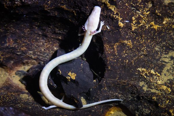 The olm and its prey thumbnail