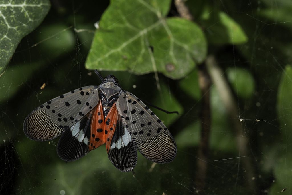 A lanternfly among foliage