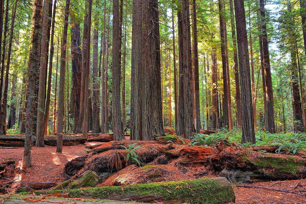 Redwood Forest