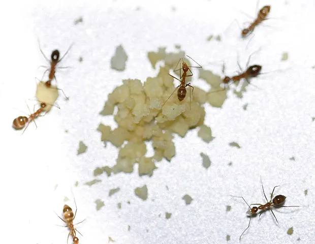 seven ants picking up food