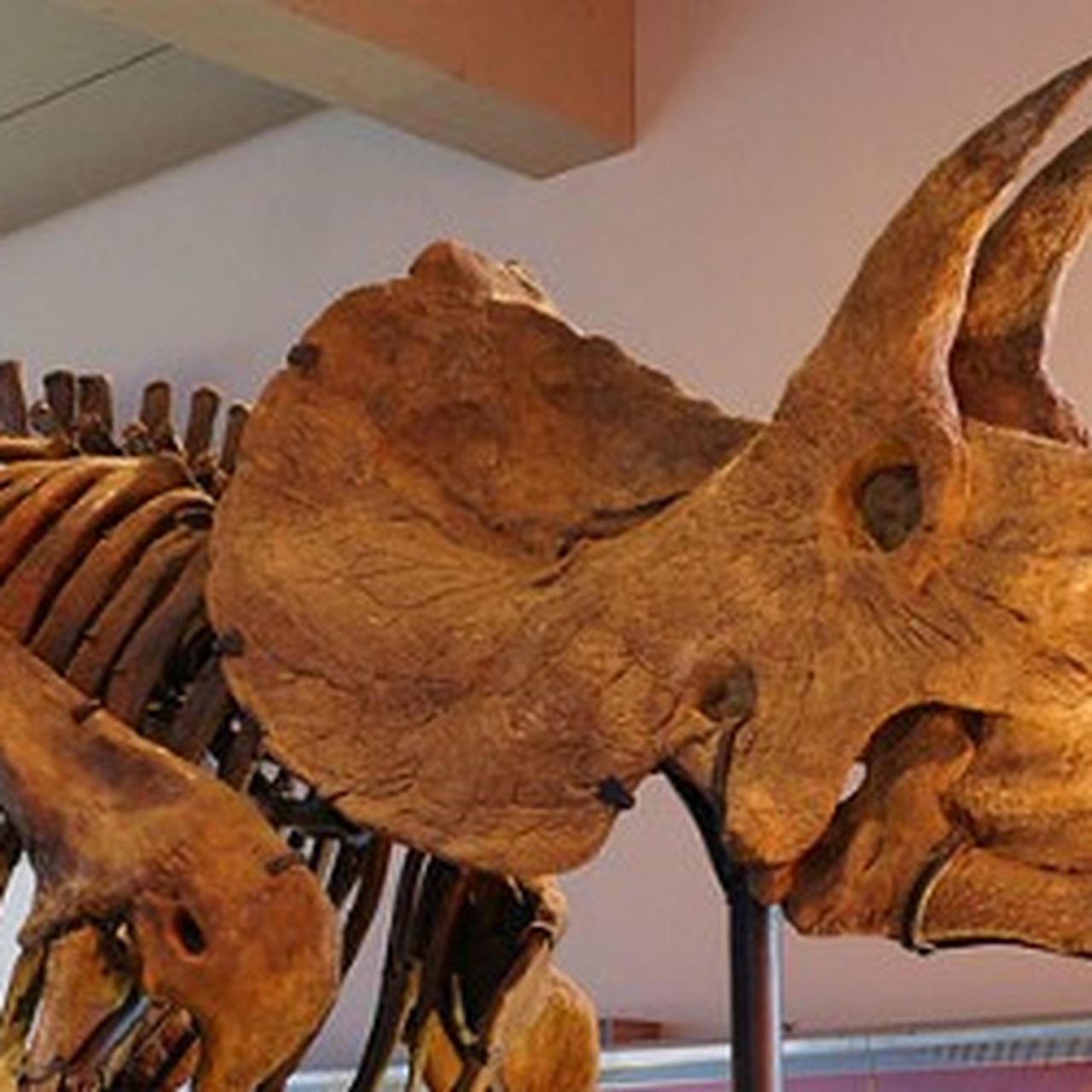 邦楽 THE GREAT SKELETON'S ~ / TRICERATOPS LP 222725_001.webp